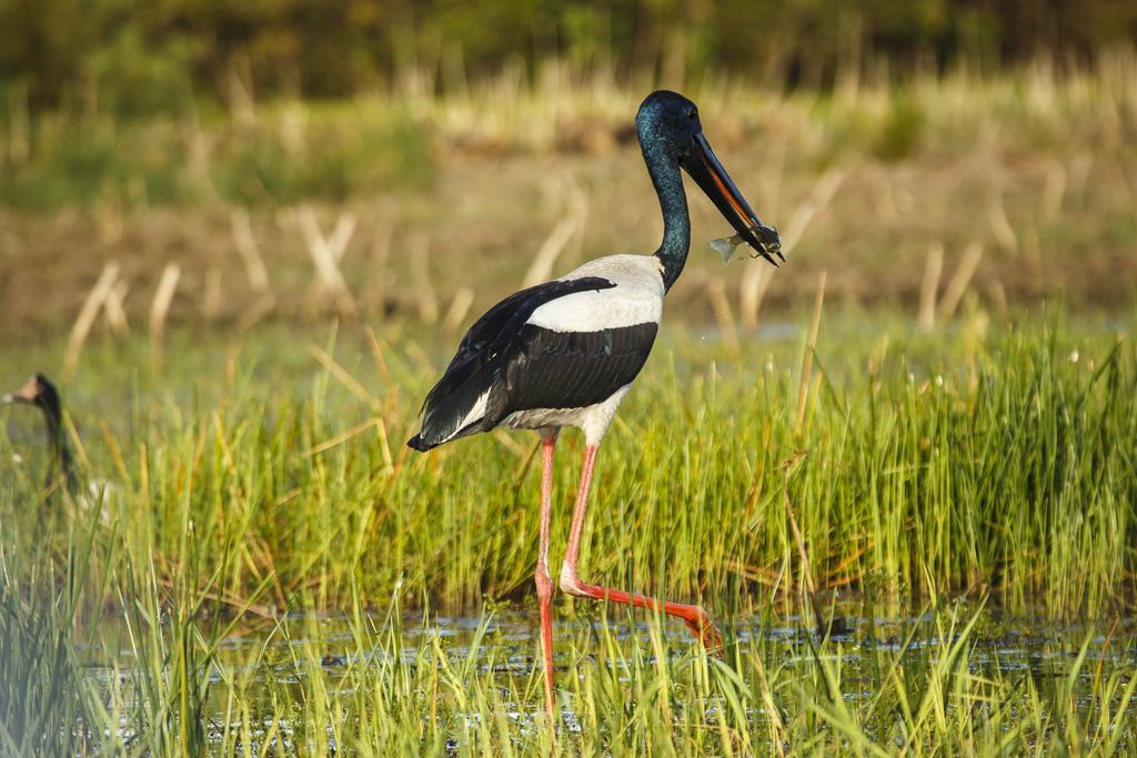 Bamurru Plains Point Stuart Ngoại thất bức ảnh