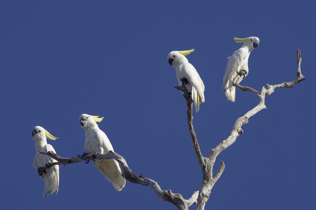 Bamurru Plains Point Stuart Ngoại thất bức ảnh